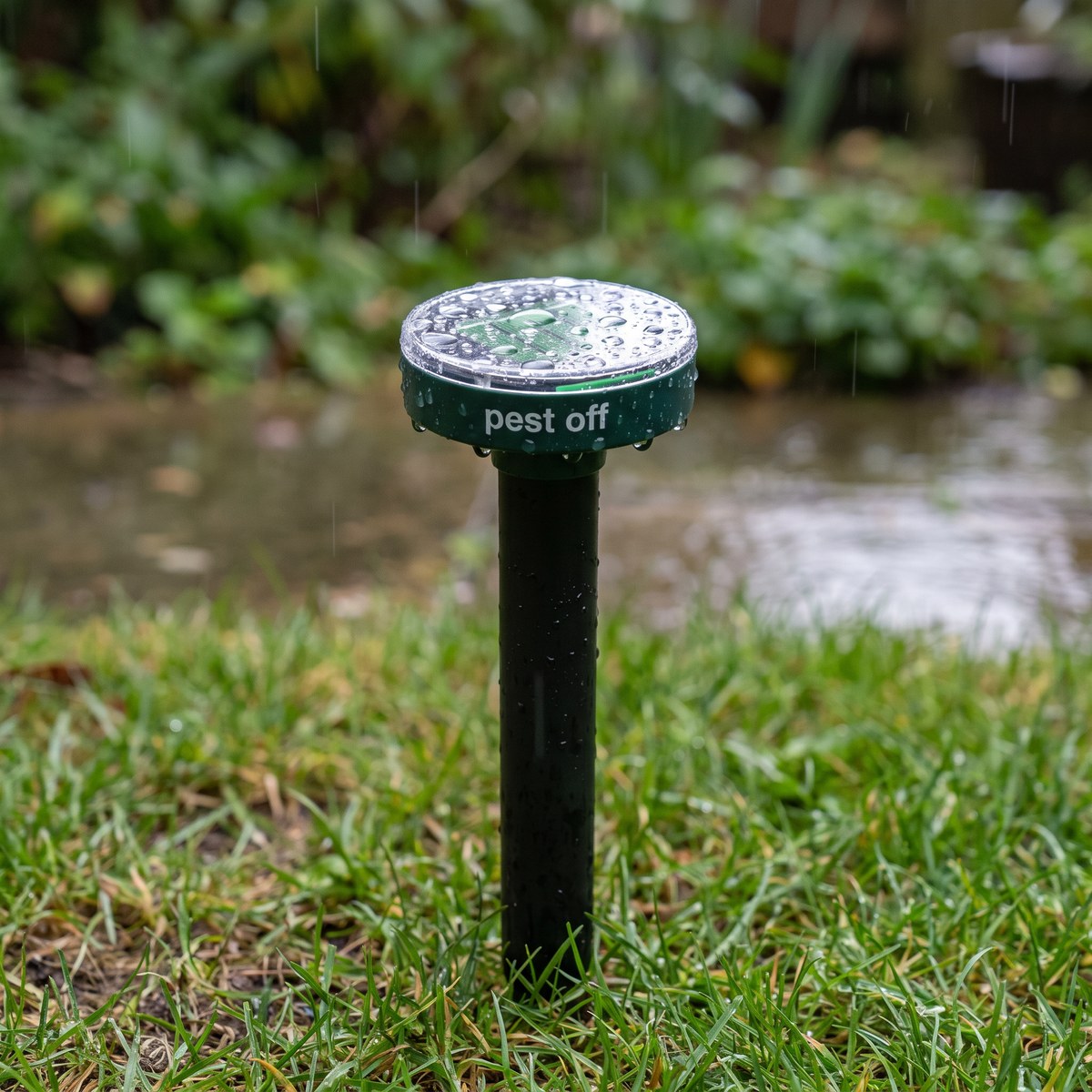 Rain beading on the domed cap - the stake keeps running